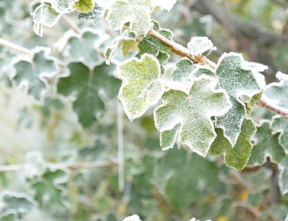 Piante invernali: 10 varietà perfette per l’inverno - Il Lauro