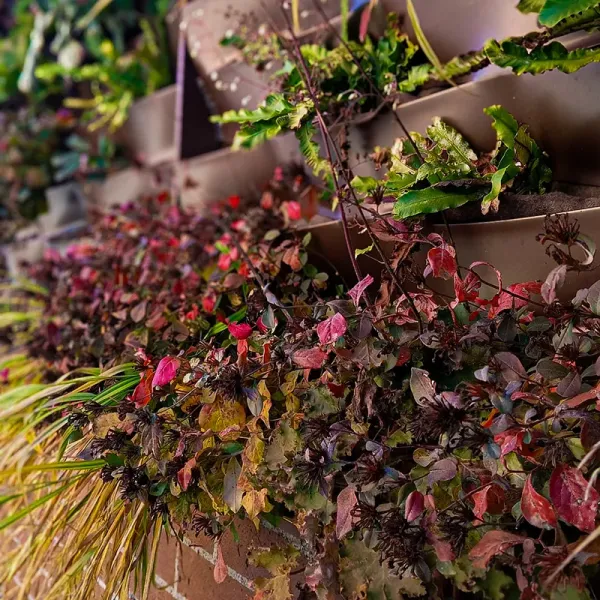 Giardino verticale privato piccolo con piante rosse - Il Lauro